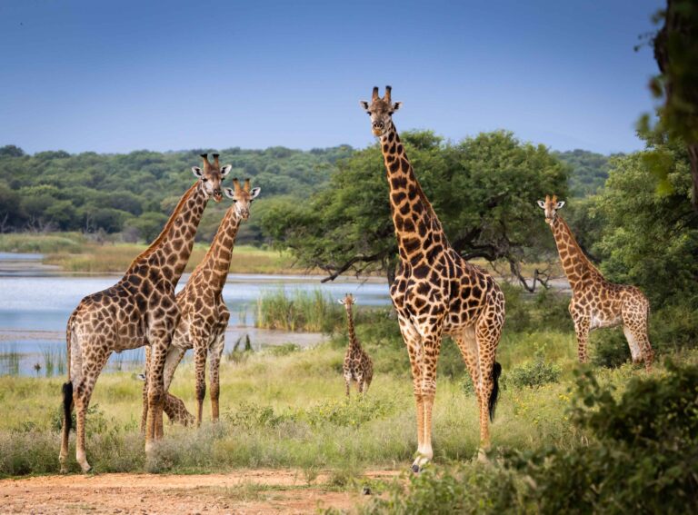 Giraffe in the African Wild